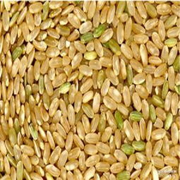 长粒糙米 长粒糙米价格 报价 长粒糙米品牌厂家